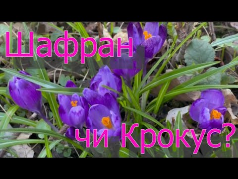 Видео: Крокус чи шафран? Як правильно?