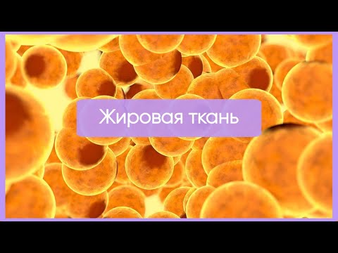 Видео: Жировая ткань за 12 минут