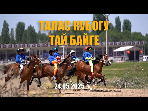 Видео: Талас Кубогу 2025. Тай байге