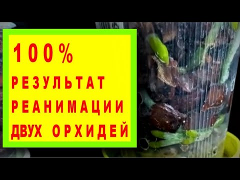 Видео: РЕАНИМАЦИЯ ОРХИДЕЙ СО 100% РЕЗУЛЬТАТОМ! ВОССТАНОВЛЕНИЕ ПОДРОСТКОВ RED ROSE с ГРИБКОВЫМИ ПОРАЖЕНИЯМИ!