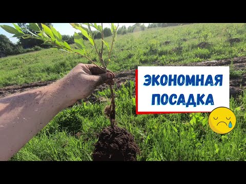 Видео: Как нельзя сажать голубику