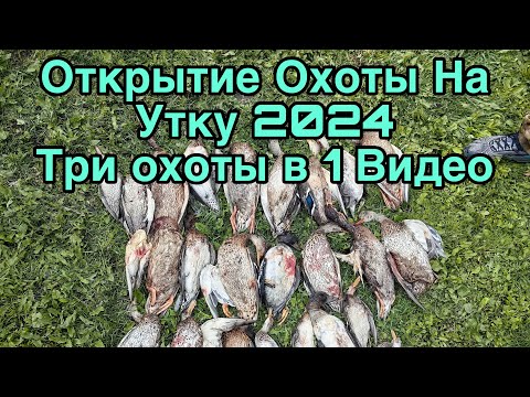 Видео: Открытие Охоты на утку 2024 ТРИ ОХОТЫ  В ОДНОМ ВИДЕО