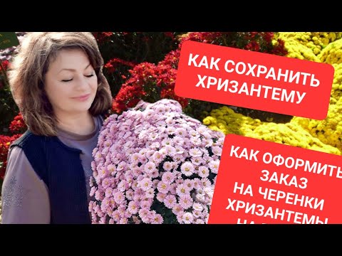 Видео: КАК СОХРАНИТЬ ХРИЗАНТЕМУ. КАК ОФОРМИТЬ ЗАКАЗ НА ВЕСНУ 2025.