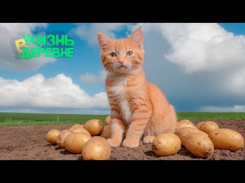 Видео: Дошло дело до картошки
