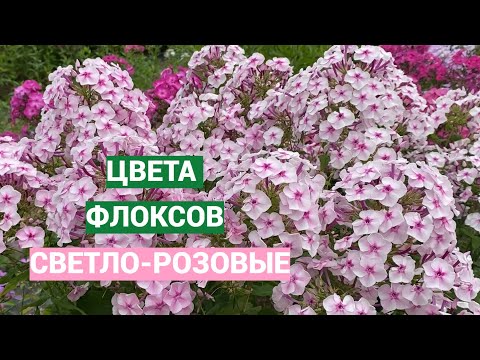 Видео: Светло-розовые флоксы. Видео из серии Цвета флоксов