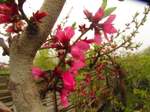 Видео: Обрезка запущенного персика.