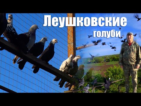 Видео: Леушковские голуби