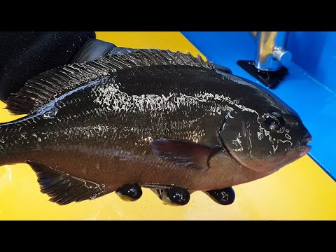 Видео: Сашими с вареной рыбной кожей, опалием, Girella melanichthys,