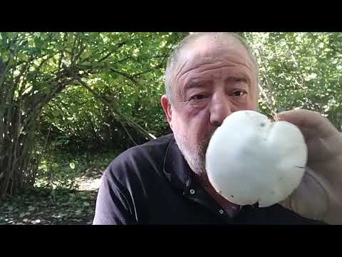 Видео: В Местию собираю  ГРИБИ.