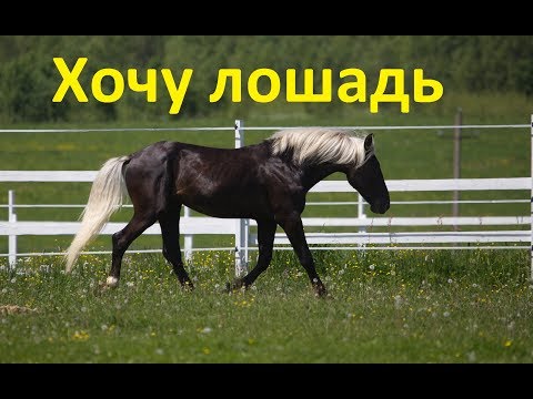 Видео: Хочу лошадку!