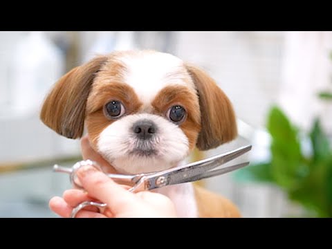 Видео: Самый счастливый щенок на свете! Гарантированно заставит вас улыбнуться ✂️🐶