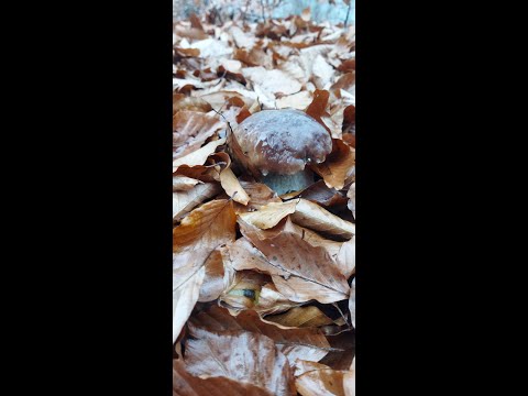 Видео: Грибочка мало але всештаки попадаеться.