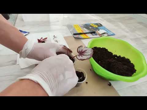 Видео: Реанимация бегоний после пересылки и залива