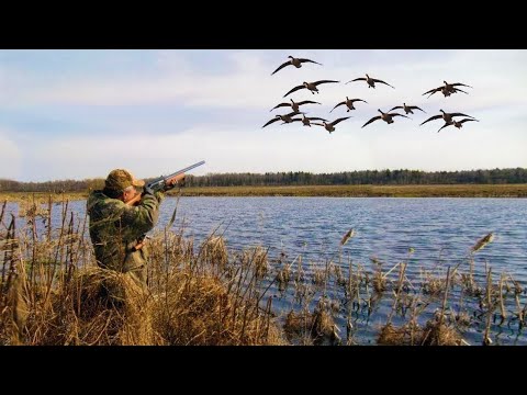 Видео: Охота на утку 2021 осень!Супер утро !