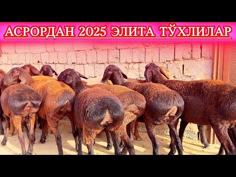 Видео: Бизда Доим Саралари , Чиниққандир Таналари, Баракали Эгалари. #асрордонаев 