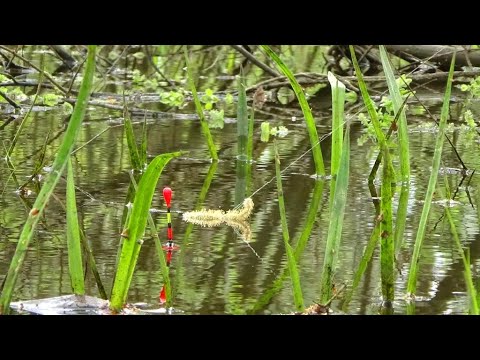 Видео: Ловля карася в полу  лесном затопленном пруду
