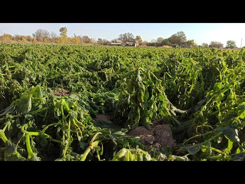 Видео: Вимерзла Картопля 🥔🥔🥔❄️❄️❄️