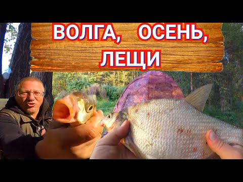 Видео: Рыбалка с Ночевками Осенью на Волге/Разведка Новых и Старых Мест