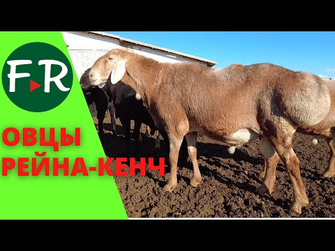 Видео: Очень крупные! Бараны арашанской породы! Ферма Рейна-Кенч. Гиссарские и арашанские овцы.