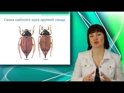 Видео: Майский жук. Отряд жесткокрылые. Класс насекомые. Уроки Биологии Онлайн
