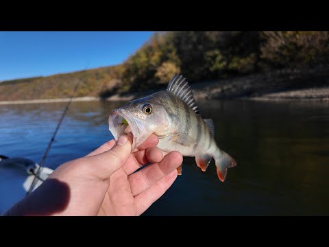 Видео: Скільки ж тут цього окуння!!? Спінінг на Дністрі!!!