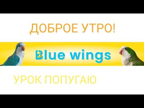 Видео: ДОБРОЕ УТРО! УНИВЕРСАЛЬНЫЙ УРОК ДЛЯ ПОПУГАЯ. УЧИМ ПОПУГАЯ ГОВОРИТЬ СЛОВА.