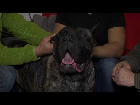 Видео: За кинологията с д-р Кънев гледайте: Специфики на породата Преса Канарио