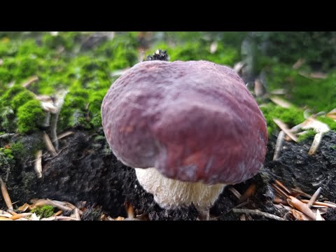 Видео: Ліс Комарівців як завжди привітний і щирий!!!