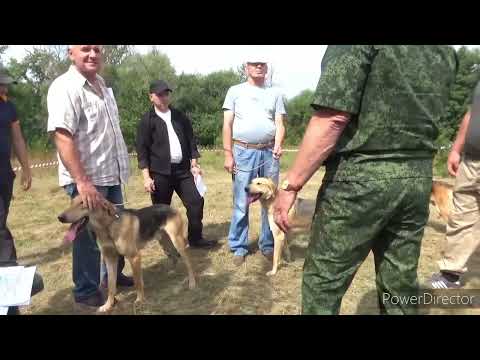 Видео: 71-я Брянская выставка охотничьих собак (ринг гончих)