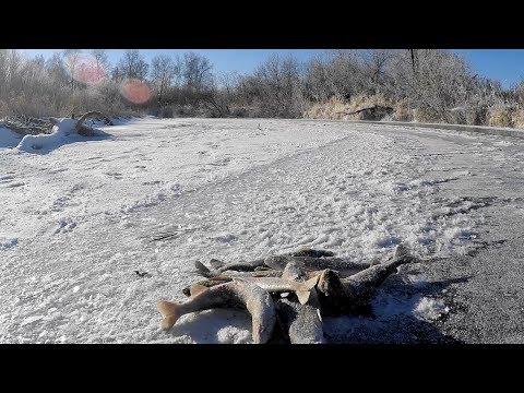 Видео: ХАРИУС.как связать ЗИМНИЙ НАСТРОЙ (3 вида настроя - от СИБИРИКА)