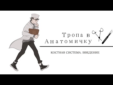 Видео: Костная система. Введение