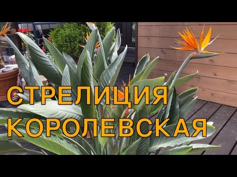 Видео: Стрелиция королевская. Путь от маленького отростка до пышного цветения.