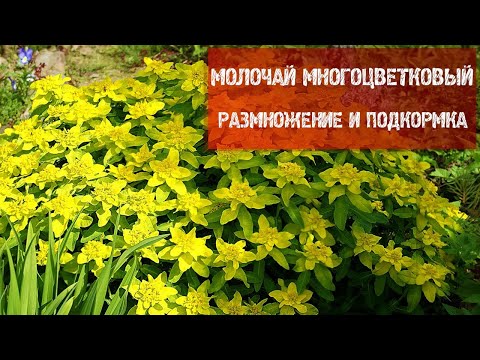 Видео: МОЛОЧАЙ МНОГОЦВЕТКОВЫЙ.  РАЗМНОЖЕНИЕ И ПОДКОРМКА