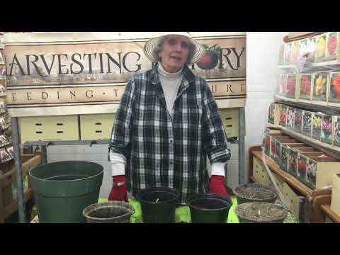 Видео: Посадка калл в контейнерах