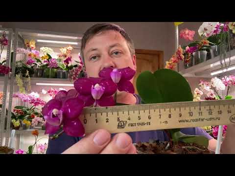 Видео: ОРХИДЕИ в ФУЖЕРАХ пустили корни и цветоносы :: орхидеи после пересадки