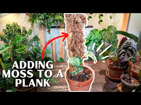 Видео: Делаем растение на доске ИЗ МХА!