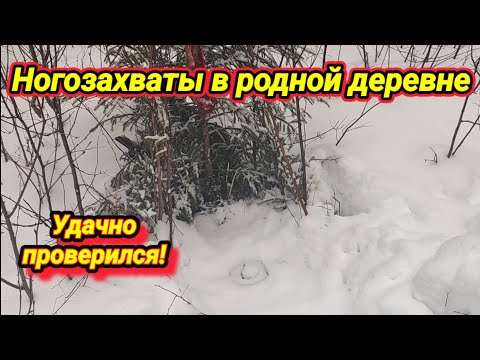 Видео: Ногозахваты в родной деревне!!! Удачная проверка капканов, волки съели глухаря, лось в кадре!!!