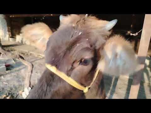 Видео: ☎️008225021📞СЕ САР ГУНОЧИНИ ШВЕДИИ ФУРУШИ БАРОЕ МОЛКАРДАН 