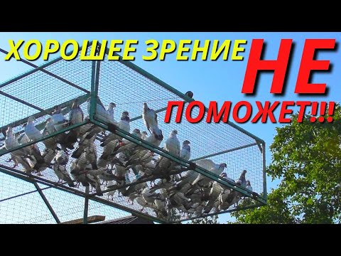 Видео: КАК таких ГОЛУБЕЙ снимать на Мобильный ❓❗ / Молодые Голуби 2023❗