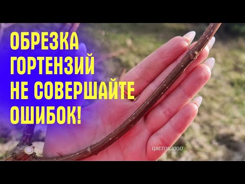 Видео: НЕ СОВЕРШАЙТЕ ОШИБОК! Как ПРАВИЛЬНО обрезать МЕТЕЛЬЧАТУЮ ГОРТЕНЗИЮ ВЕСНОЙ!