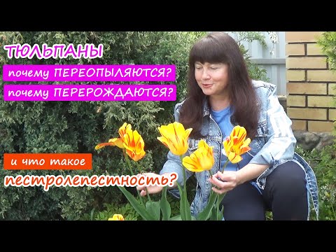 Видео: Могут ли тюльпаны ПЕРЕОПЫЛЯТЬСЯ? Почему тюльпаны меняют цвет? Что такое ПЕСТРОЛЕПЕСТНОСТЬ тюльпанов?