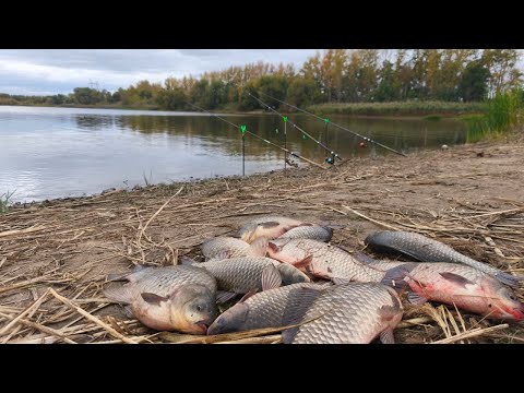 Видео: КРУПНЫЙ ОСЕННИЙ КАРАСЬ НА ДОНКУ. Шикарное закрытие сезона