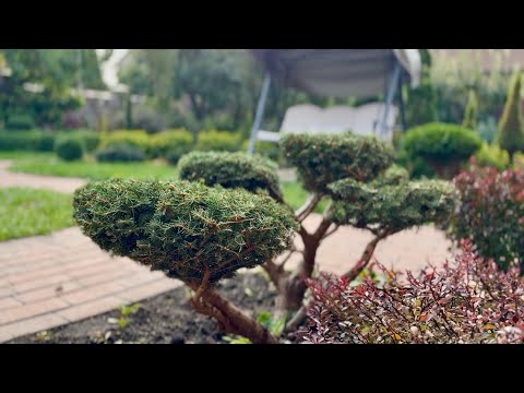 Видео: ПОСЛЕ ТАКОЙ СТРИЖКИ МОЖНО ГОД НЕ ПОДХОДИТЬ! ЕЛЬ ОБЫКНОВЕННАЯ “NIDIFORMIS”!