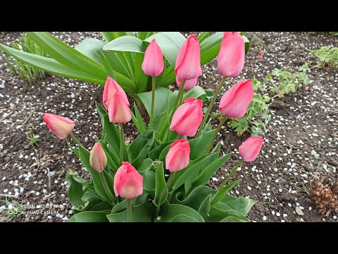 Видео: Як виглядає моя присадибна ділянка? Квіти,дерева,кущі @.