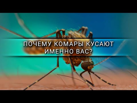 Видео: Почему комары кусают именно вас? [Veritasium]