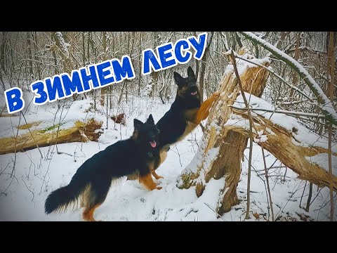 Видео: ДЖЕССИНДА ПРЯНИКОВА СТАЛА ВЗРОСЛОЙ