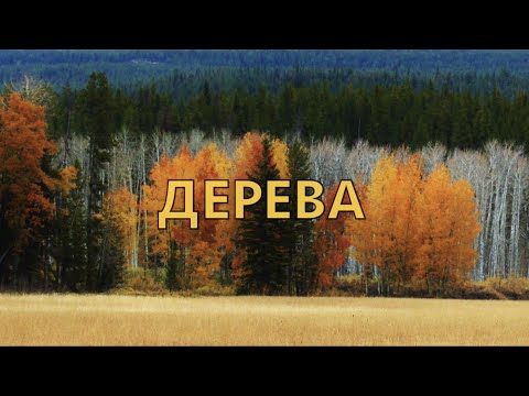 Видео: Дерева. Види дерев.