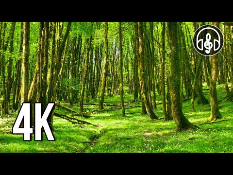 Видео: Очень красивый горный лес с пением птиц. 10 часов видео в 4K.