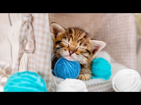 Видео: Расслабляющие звуки для сна кошек: самая сладкая колыбельная для кошек — любимая музыка кошек, сн...
