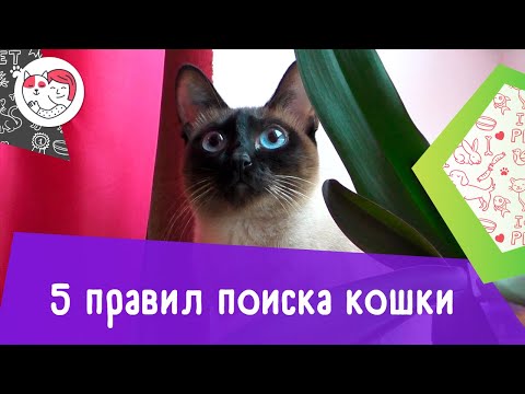 Видео: 5 правил поиска пропавшей кошки